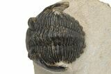 Detailed Hollardops Trilobite - Excellent Eye Detail #229705-1